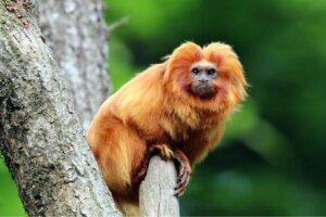 Un tamarin-lion doré.