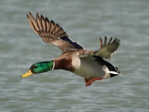 Les canards peuvent-ils voler ?