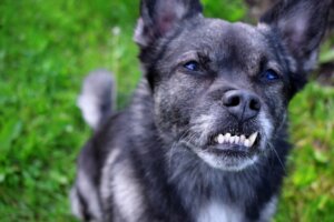 Malocclusion dentaire chez le chien : causes, conséquences et traitements