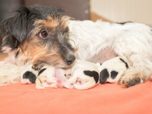 Nourrir une chienne après l'accouchement