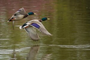 5 différences entre les canards et les oies