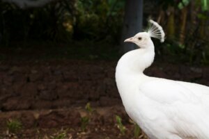 Le cas curieux du paon albinos