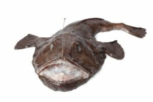 Poissons abyssaux : des créatures marines incroyables