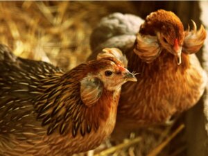 Poule Araucana : reproduction, alimentation et soins
