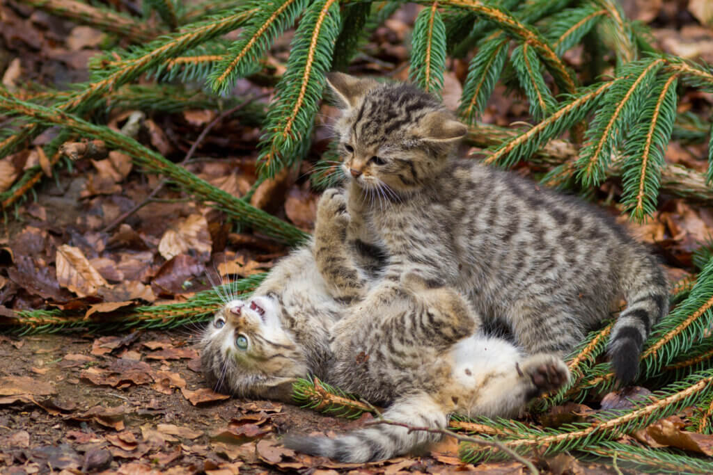 Les races de chats avec le moins de maladies