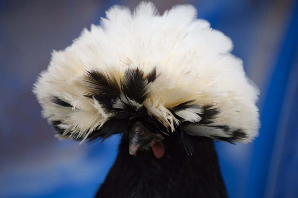 Poule polonaise : soins et élevage