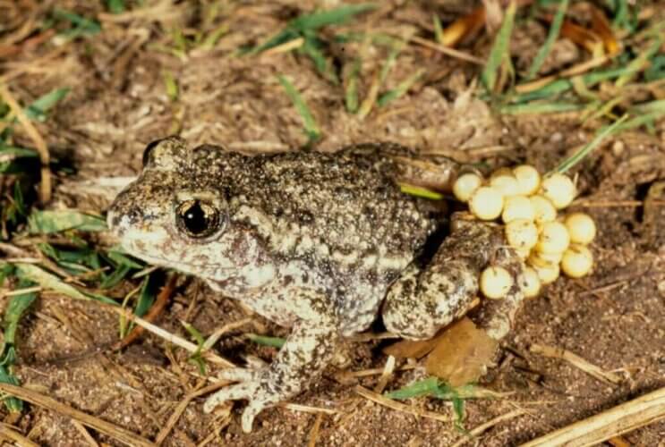 Le crapaud sage-femme commun, un habitant du sud-ouest de l'Europe et des Alpes