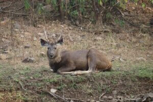 Sambar : le plus grand des cerfs de l'Est