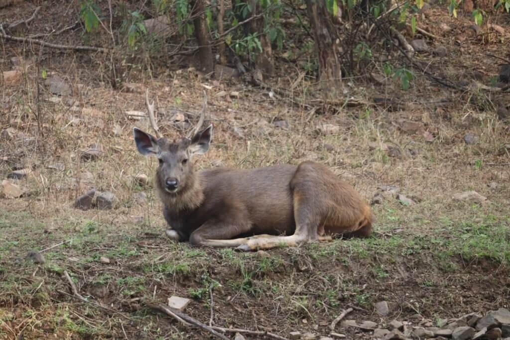 Sambar : le plus grand des cerfs de l'Est
