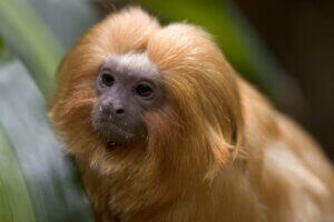 Un tamarin-lion.