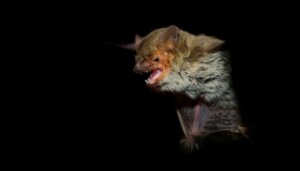 Les chauves-souris sont-elles aveugles ?