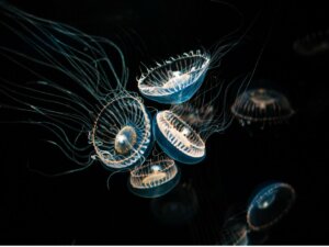 Méduse Aequorea victoria : caractéristiques, régime et distribution