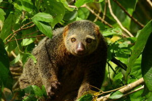 Pourquoi certains animaux ne peuvent-ils pas être apprivoisés ?