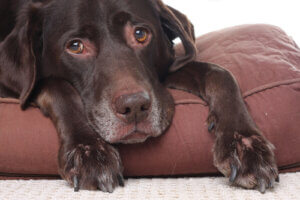 Quelques informations sur les animaux atteints de cancer