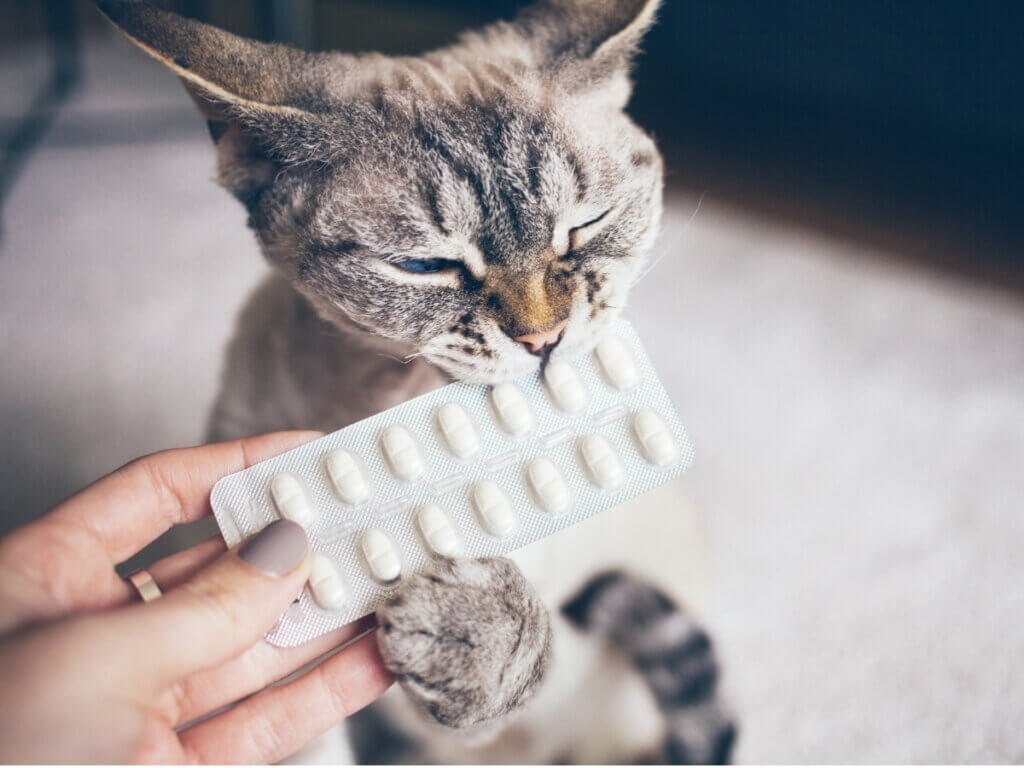 Antihistaminiques pour chats posologie et effets secondaires