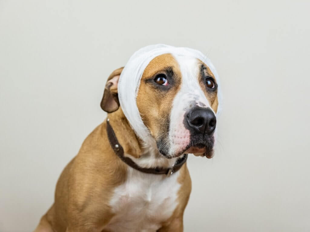 AVC chez le chien : causes, symptômes et traitement