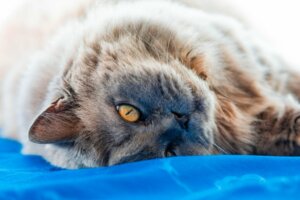British longhair : origine et caractéristiques