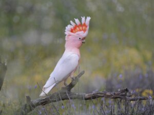 Cacatoès de Leadbeater : habitat et caractéristiques