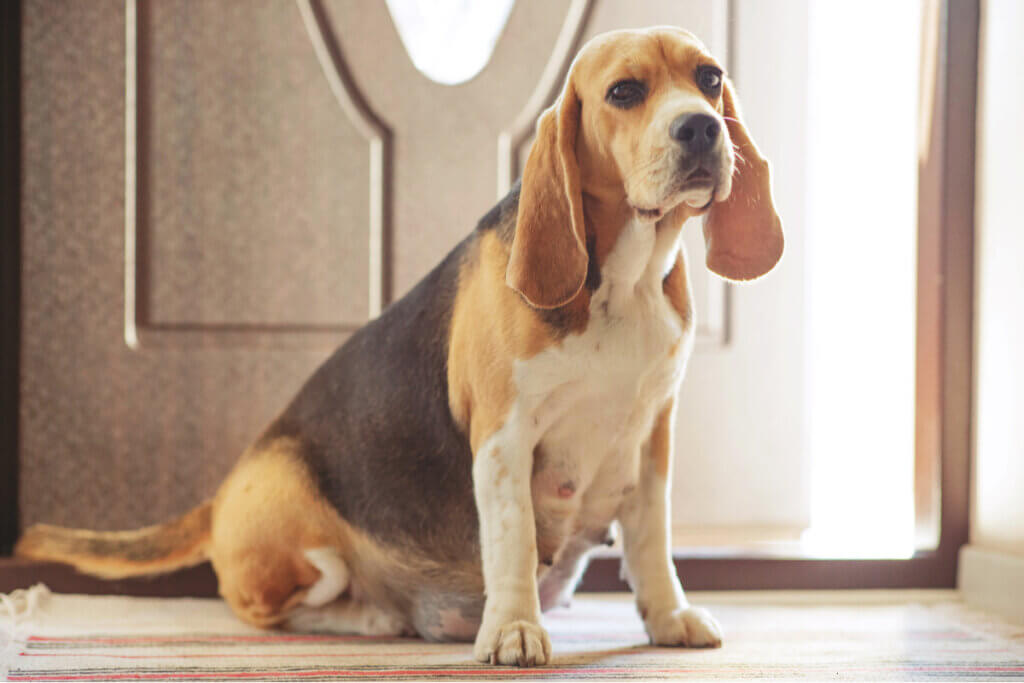 Quand une chienne est-elle de nouveau en chaleur après l'accouchement ?