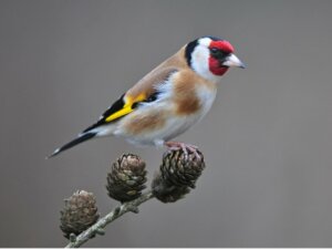 Chardonneret élégant : habitat et caractéristiques