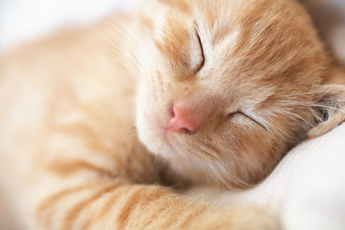 Un lit original pour chat upcyclé à partir d'un moniteur