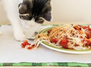 Les chats peuvent-ils manger des pâtes ?