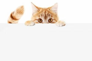 Pourquoi mon chat poursuit-il sa queue ?