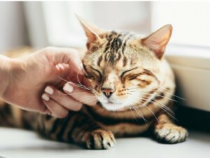 Pourquoi mon chat ne ronronne-t-il pas ?