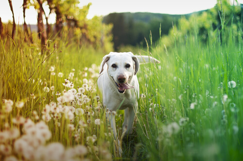 Dire adieu à son animal de compagnie