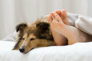 5 raisons pour lesquelles votre chien dort à côté de vous