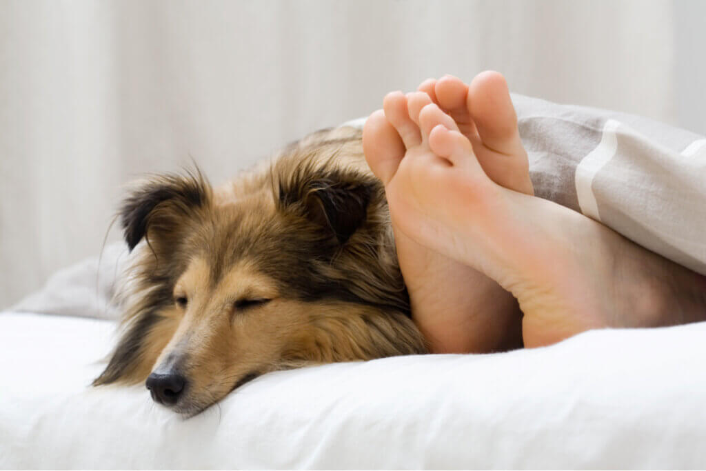 5 raisons pour lesquelles votre chien dort à côté de vous