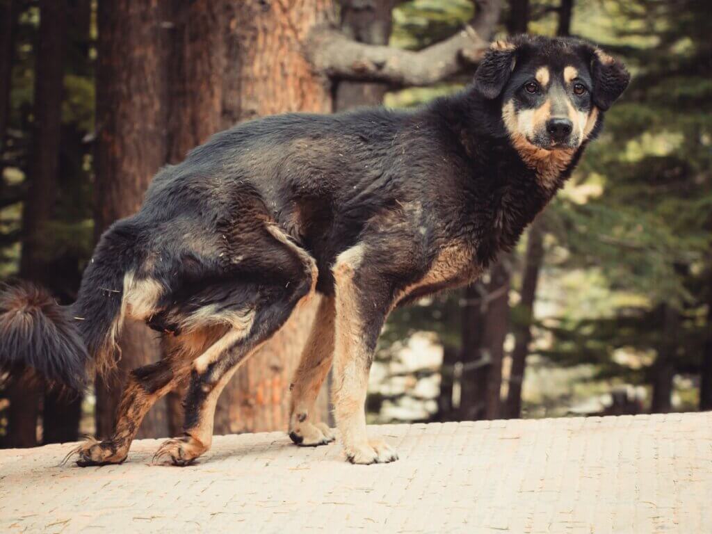 Comment nourrir et soigner un chien qui souffre de malnutrition ?
