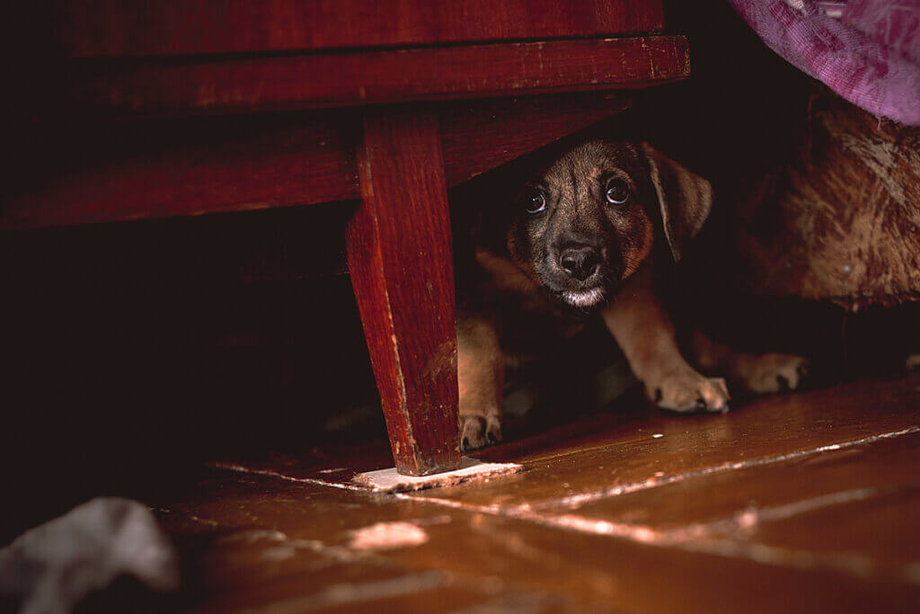 Que faire si mon chien a peur de moi ?