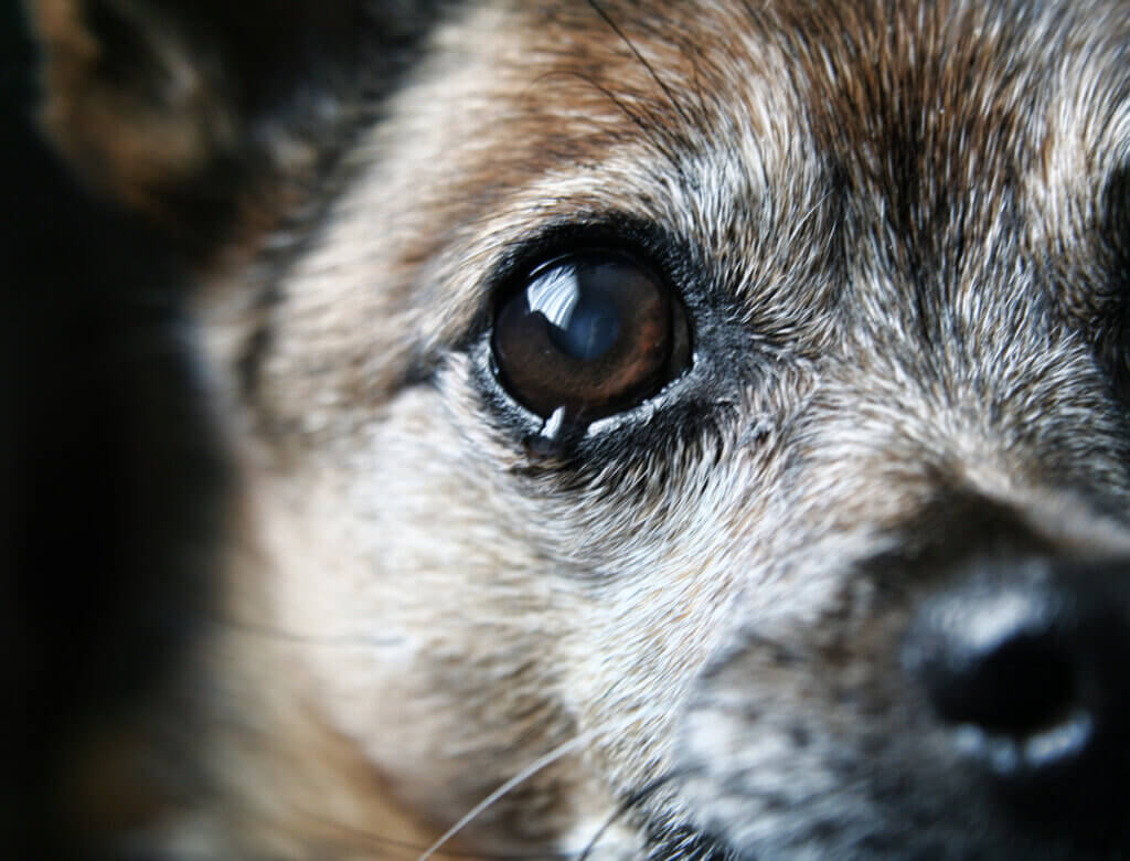 Pourquoi mon chien n'arrête-t-il pas de pleurer ?