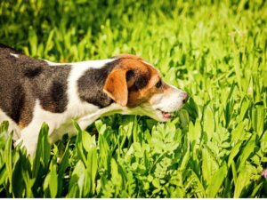 Pourquoi mon chien vomit-il vert ?