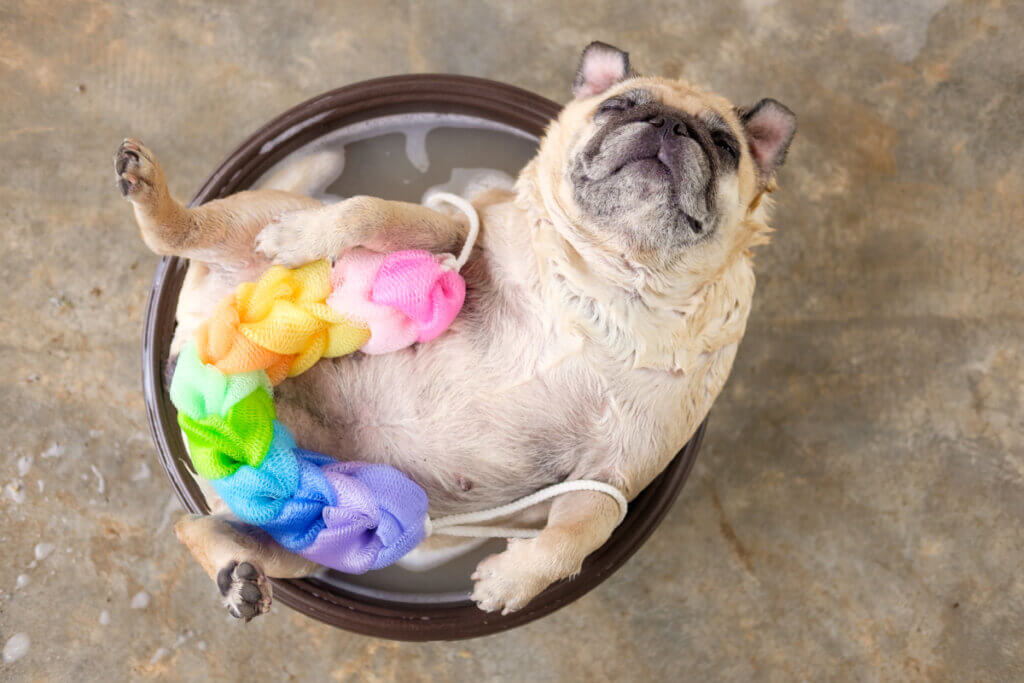 Est-il bon de laver un chien avec un savon neutre ?