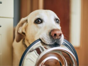 Les chiens peuvent-ils manger du kiwi ?