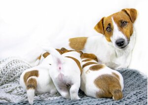5 clés pour sevrer les chiots