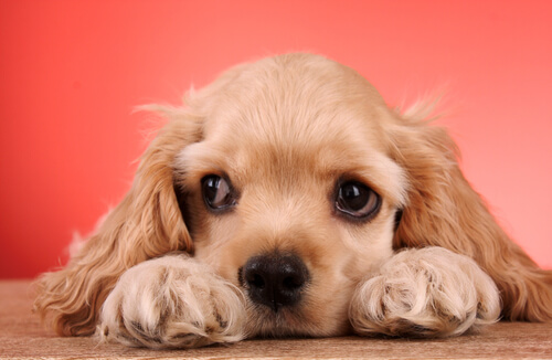 Comment bien dresser un cocker spaniel anglais ?