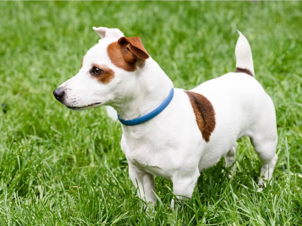 Collier antiparasitaire pour chien : lequel choisir ?