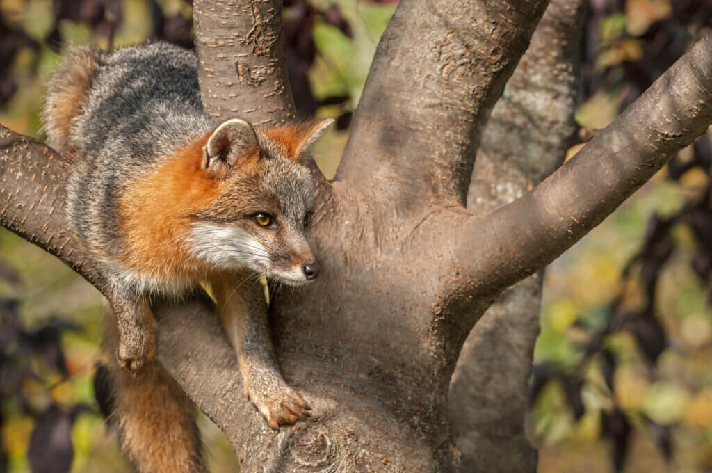 Les différences entre les loups, les renards et les coyotes