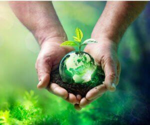 Équilibre écologique : qu'est-ce que c'est et quels facteurs l'altèrent ?