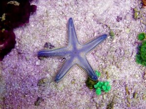 Comment les étoiles de mer respirent-elles ?