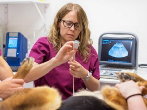 Fente palatine chez le chien : causes et traitement