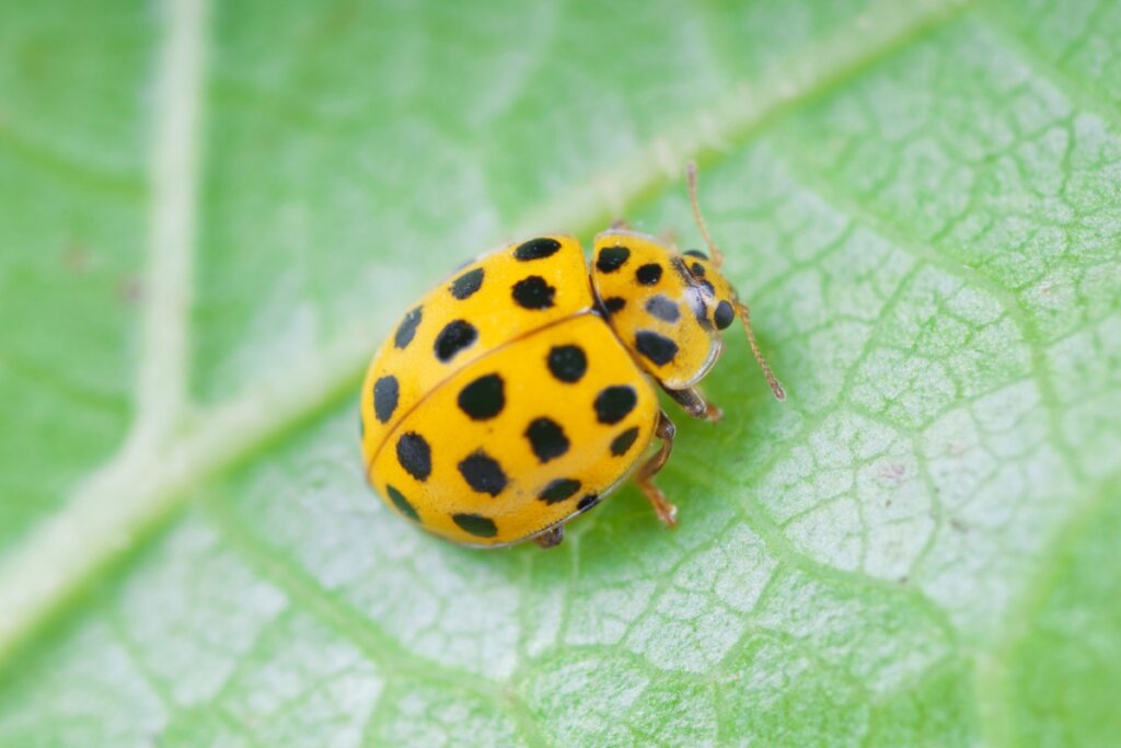 Différents types de coccinelles