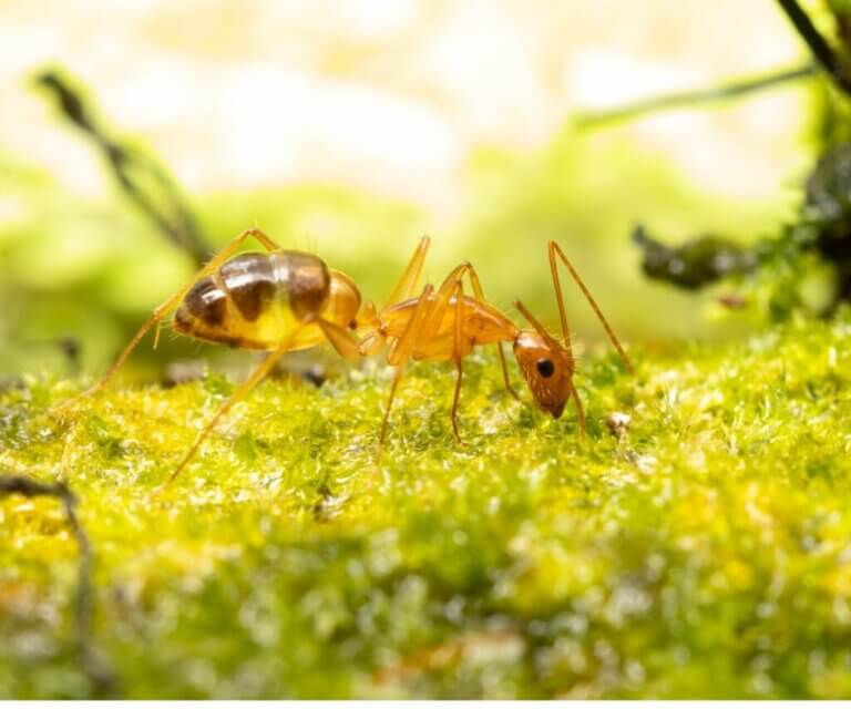 Fourmi folle : habitat, caractéristiques et potentiel invasif