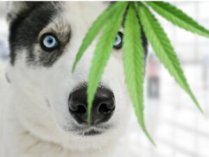 Graines de chanvre : quels avantages pour les animaux de compagnie ?