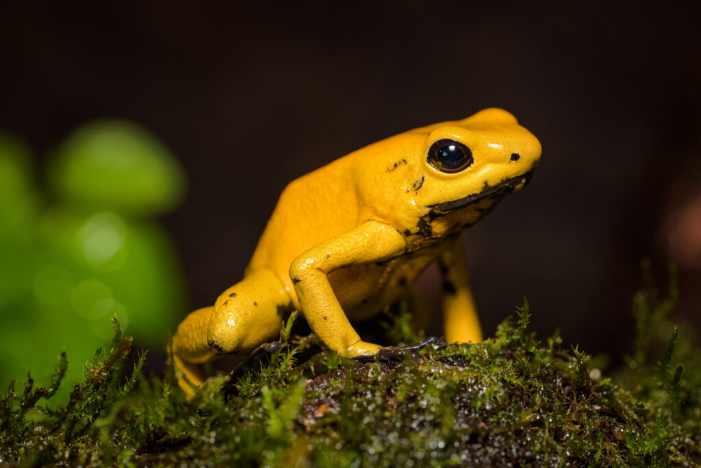 Les amphibiens en grand danger d'extinction