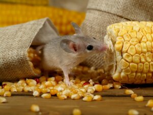 4 conséquences de l'invasion de souris en Australie