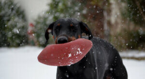 7 jouets déconseillés aux chiens